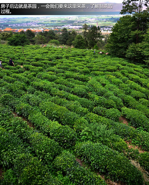 壁虎中国行第一天 在大理苍山采茶制茶