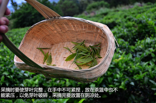 壁虎中国行第一天 在大理苍山采茶制茶