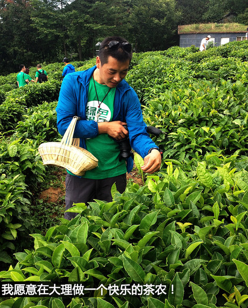 壁虎中国行第一天 在大理苍山采茶制茶