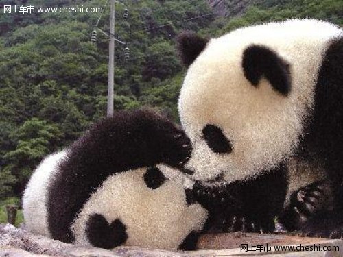 梅赛德斯-奔驰于2009年认养的双胞胎熊猫兄弟“星徽”、“星睿”