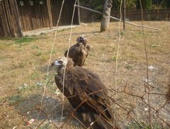 说一说今年参加的雪佛兰4S店的精彩活动