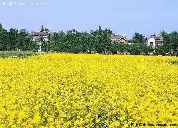 南京看油菜花海 这些地方不容错过