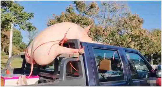 猛禽变警车英国已采用皮卡抓逃或成新选择-图11