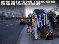 甲壳虫 图片