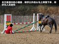 普拉多 图片