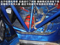 翼豹 图片