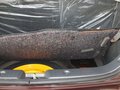 雨燕 2011款 1.5 MT 运动型图片