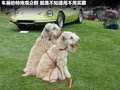 Aventador 图片