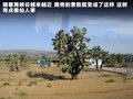 科迈罗 图片