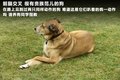 揽胜极光（进口） 图片
