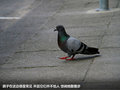 奔驰A级(进口) 图片