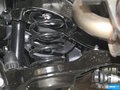 福克斯 图片