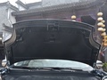 大螞蟻 圖片