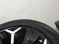 大螞蟻 圖片