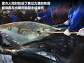 Gallardo 图片