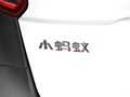 小蚂蚁 图片