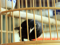 一汽马自达  马自达8 2.3 AT