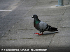 奔驰(进口)  A 250