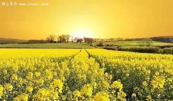 油菜花开，游览南京周边最“黄”的地方-图2