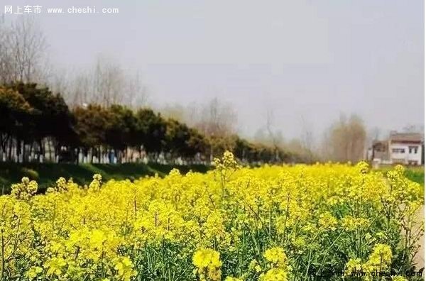 油菜花开，游览南京周边最“黄”的地方-图5