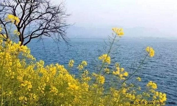 油菜花开，游览南京周边最“黄”的地方-图4