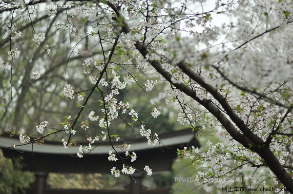 明孝陵樱花进入观赏期 南京最全樱花品种-图1